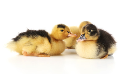 Little cute ducklings isolated on white