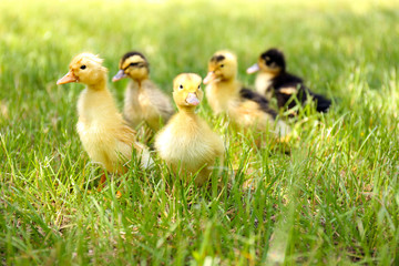 Little cute ducklings on green grass, outdoors