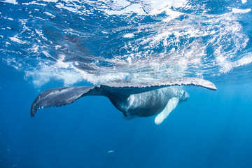 Naklejka premium Ogon wieloryba pod wodą