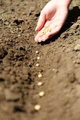 Sowing seeds into soil