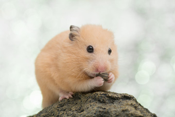 ひまわりの種を食べるキンクマハムスター