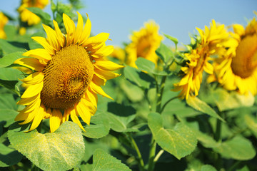 Field of sunflowers