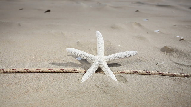 Starfish on the sandy beach. Full HD with motorized slider. 1080