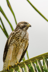 Red-shouldered Hawk on palm branch