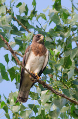 Swainson's Hawk on Branch