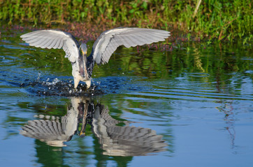 Tri-colored heron in marsh fishing