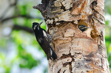 Williamson's sapsucker guarding the nest