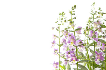 Angelonia goyazensis Benth flower,violet flower background