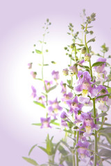 Angelonia goyazensis Benth flower,violet flower background