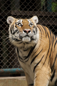Tiger checking above.