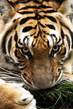 Possessive tiger.