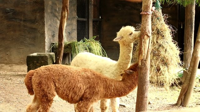 alpaca eat grass in chiangmai-nightsafari chiangmai Thailand