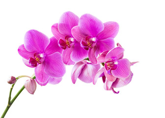 Naklejka na ściany i meble Orchid