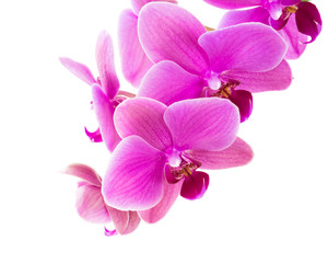 Fototapeta premium Orchid