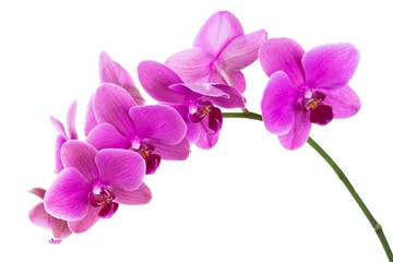 Deurstickers Orchidee Orchideebloemen die op witte achtergrond worden geïsoleerd