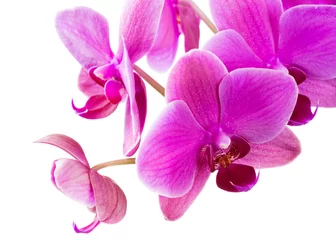 Fotobehang Orchidee Orchid