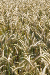 Grain field.