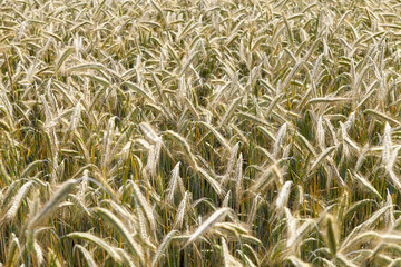 Grain field.