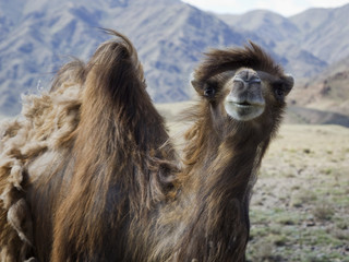 One Wild camel in Kyrgyzstan