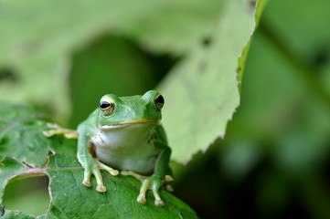 シュレーゲルアオガエル