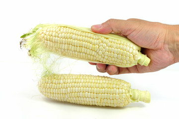 ホワイトコーン