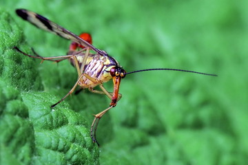 Gemeine Skorpionsfliege männlich