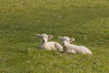 Fototapeta premium two lambs resting on green meadow