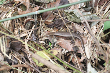 Skink or iguana on ground.