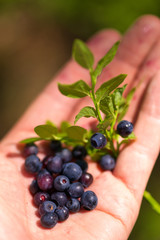 Just picked bilberries in the hand.