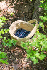Picking berries in the forest on sunny summer day.