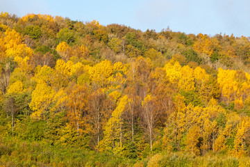 Fototapeta premium Forest in autumn colors