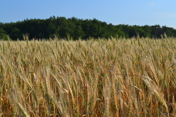 Спеет пшеница