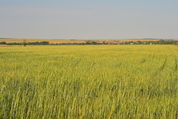 Созревающая пшеница