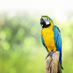 parrot bird sitting on the perch