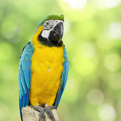 parrot bird sitting on the perch