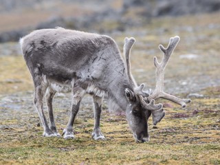 Reindeer in the Arctic