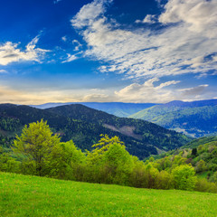 Fototapeta na wymiar trees near valley in mountains on hillside