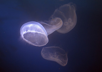 Moon jelly, Tokyo, Japan