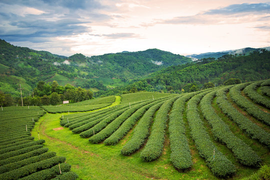 Natural landscape of tea planation on the moutain in Chaingrai p