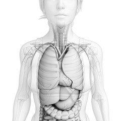 Digestive system of female anatomy