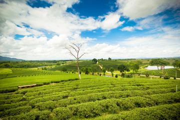Natural landscape of tea planation on the moutain in Chiangrai p