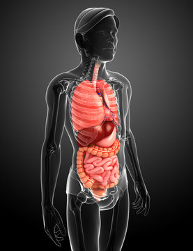 Digestive system of male body