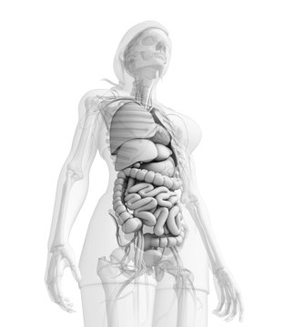 Digestive system of female anatomy