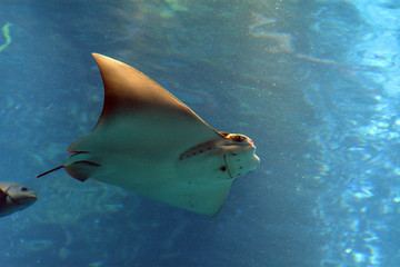 Rayfish, Tokyo, Japan © nyiragongo