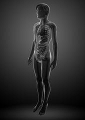 Xray digestive system of male body artwork