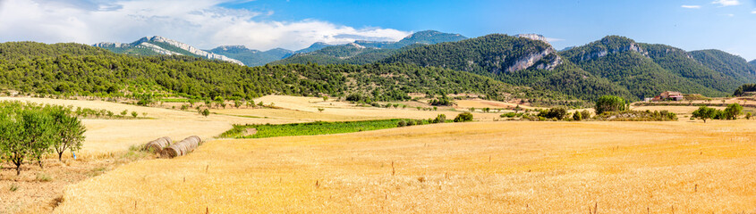 Oat Fields with Ports de Besseit Mountains in the background
