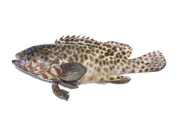 Fototapeta premium Fresh grouper fish on white.