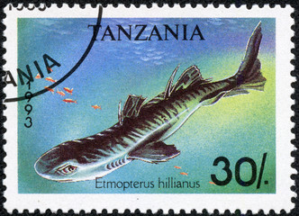 stamp shows Caribbean lanternshark, Etmopterus hillianus