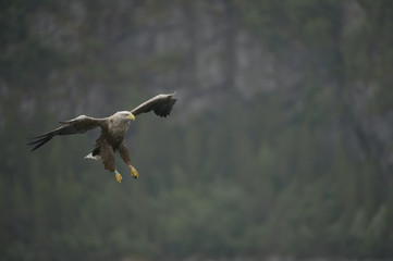 Hunting Sea Eagle