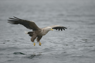 Hunting Sea Eagle